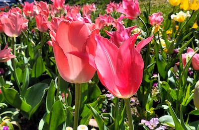 Tulpenbeet bei der Landesgartenschau in Fulda