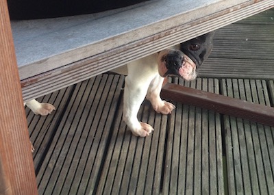 Hund versteckt sich unter einer Bank