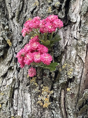 Blumen wachsen aus einem Baumstamm