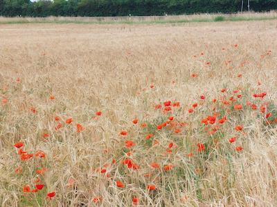 Kornfeld mit Mohnblumen