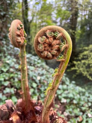 Farn, der aussieht wie ein Bischofsstab