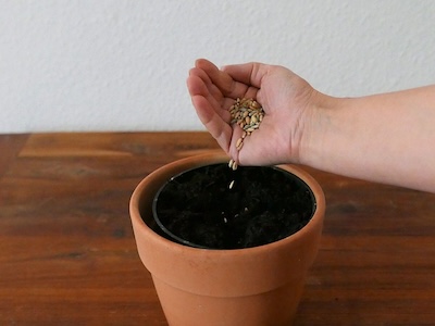 Hand, die Weizenkörner in einen Blumentopf fallen lässt