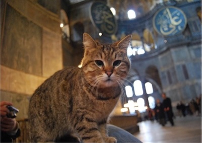 Katze in Hagia Sophia in Istanbul Katze in Hagia Sophia in Istanbul