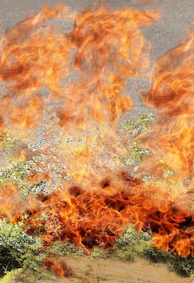 Brennender Dornbusch