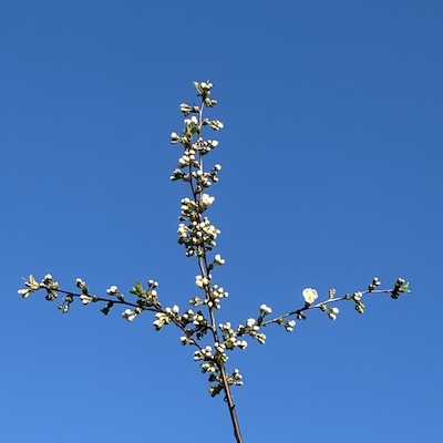 In Hände spritzt frisches Wasser Kirschblütenzweige in Kreuzform