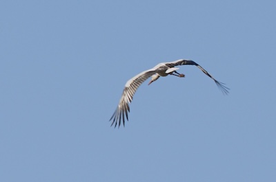 Vogel am blauen Himmel
