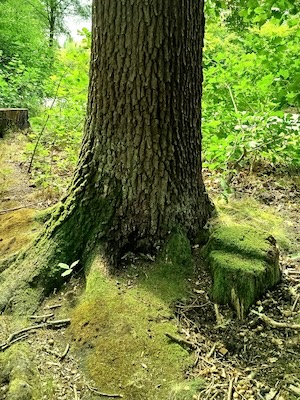 Bemooste Baumwurzeln Bemooste Baumwurzeln