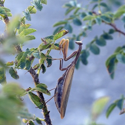 Vogel am blauen Himmel Gottesanbeterin
