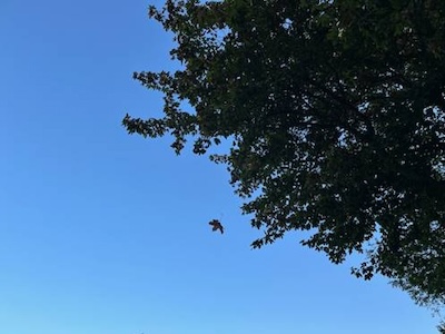 Grüner Laubbaum vor blauem Himmel Grüner Laubbaum vor blauem Himmel