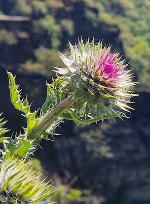 Kakteenblüte